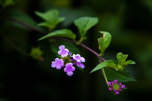 香水草（洋茉莉，天芥菜，南美天芥菜）